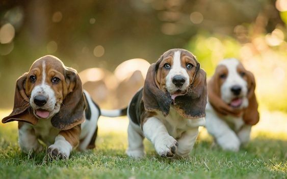 Basset Hound Correndo na Grama 