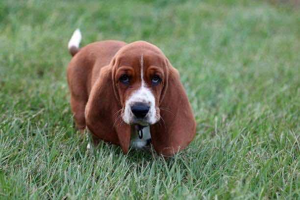 Basset Hound na Grama 