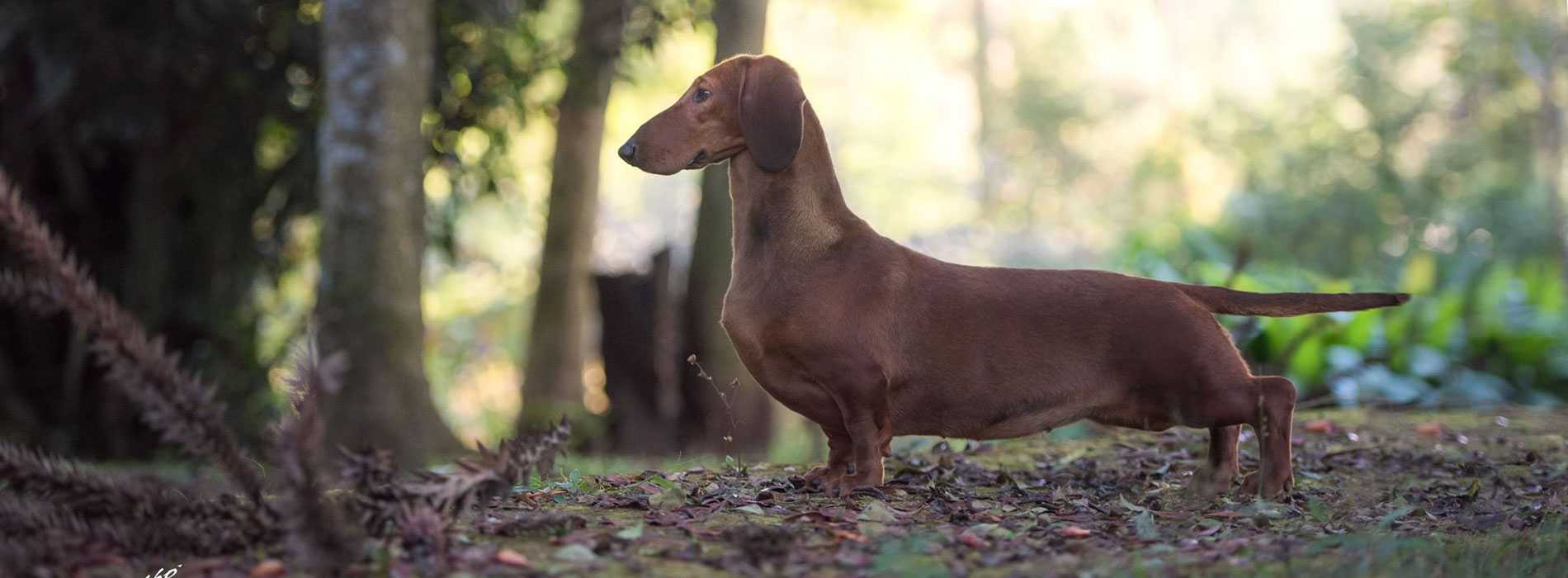 Baudenhard Kennel - Dachshund