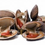 Bivalves