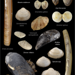 Bivalves