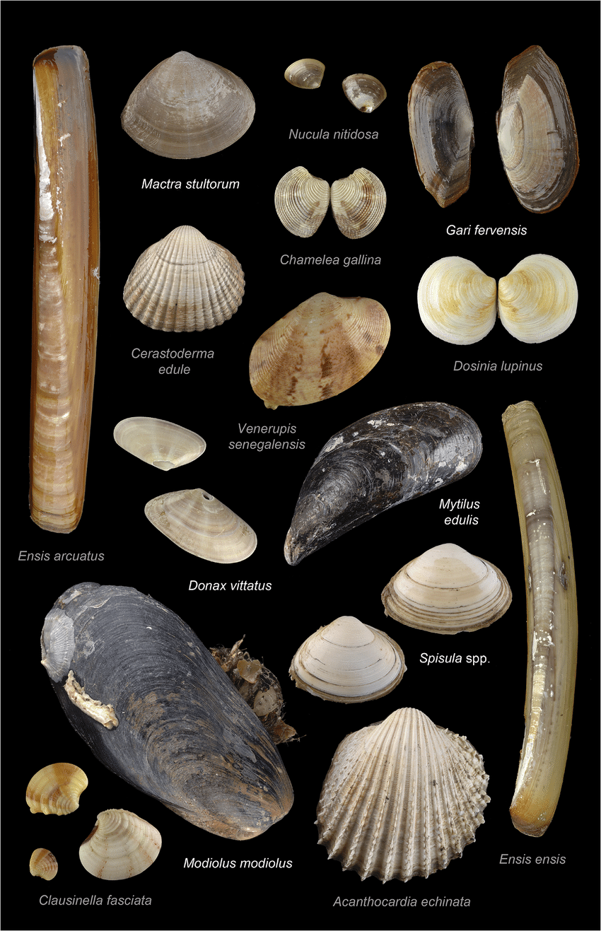 Bivalves