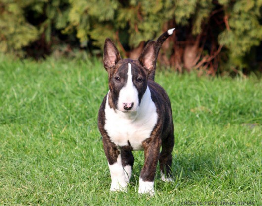 Bull Terrier na Grama 