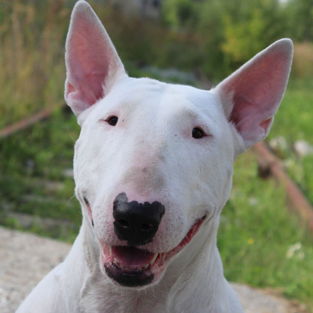 Bull Terrier 