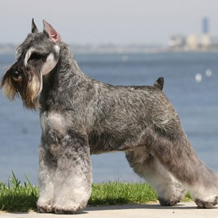 Ficha Técnica do Schnauzer: Peso, Altura e Tamanho