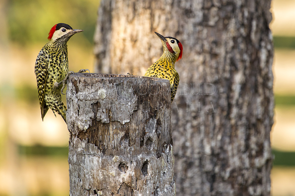 Casal de Pica-Pau-Verde-Barrado