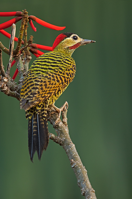 Colaptes Melanochloros Melanochloros