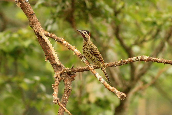 Colaptes Melanochloros Natereri