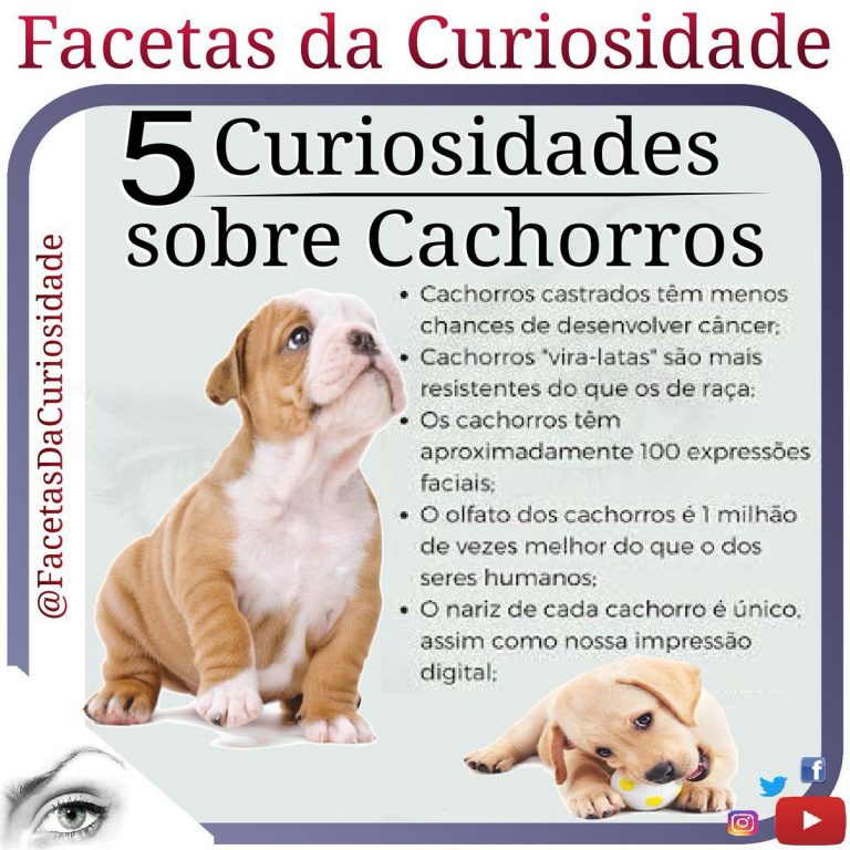 Cachorro Sente Quando o Dono Está Doente ou Vai Morrer? Mundo Ecologia