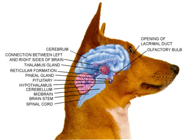 Cérebro Dos Cachorros