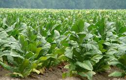 Quais os Benefícios da Folha de Fumo?