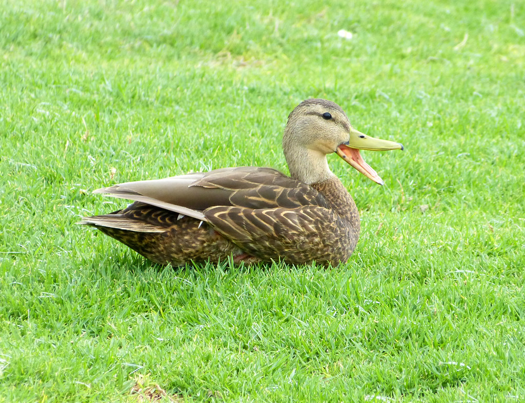 Pato-Mexicano