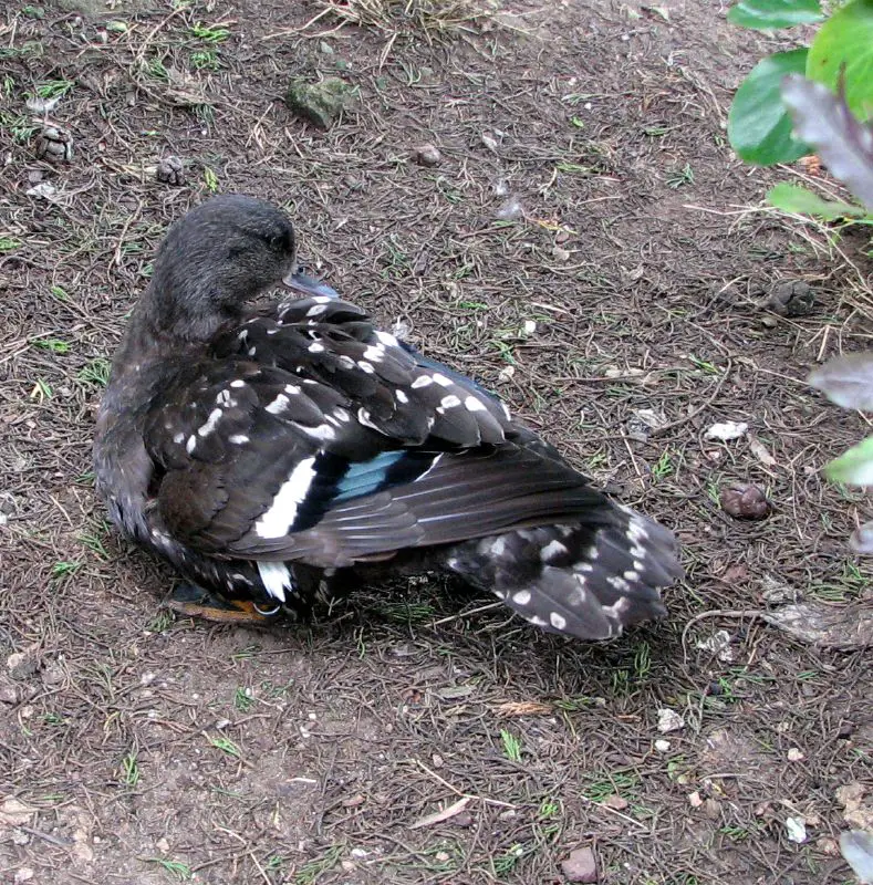 Pato-Negro-Africano