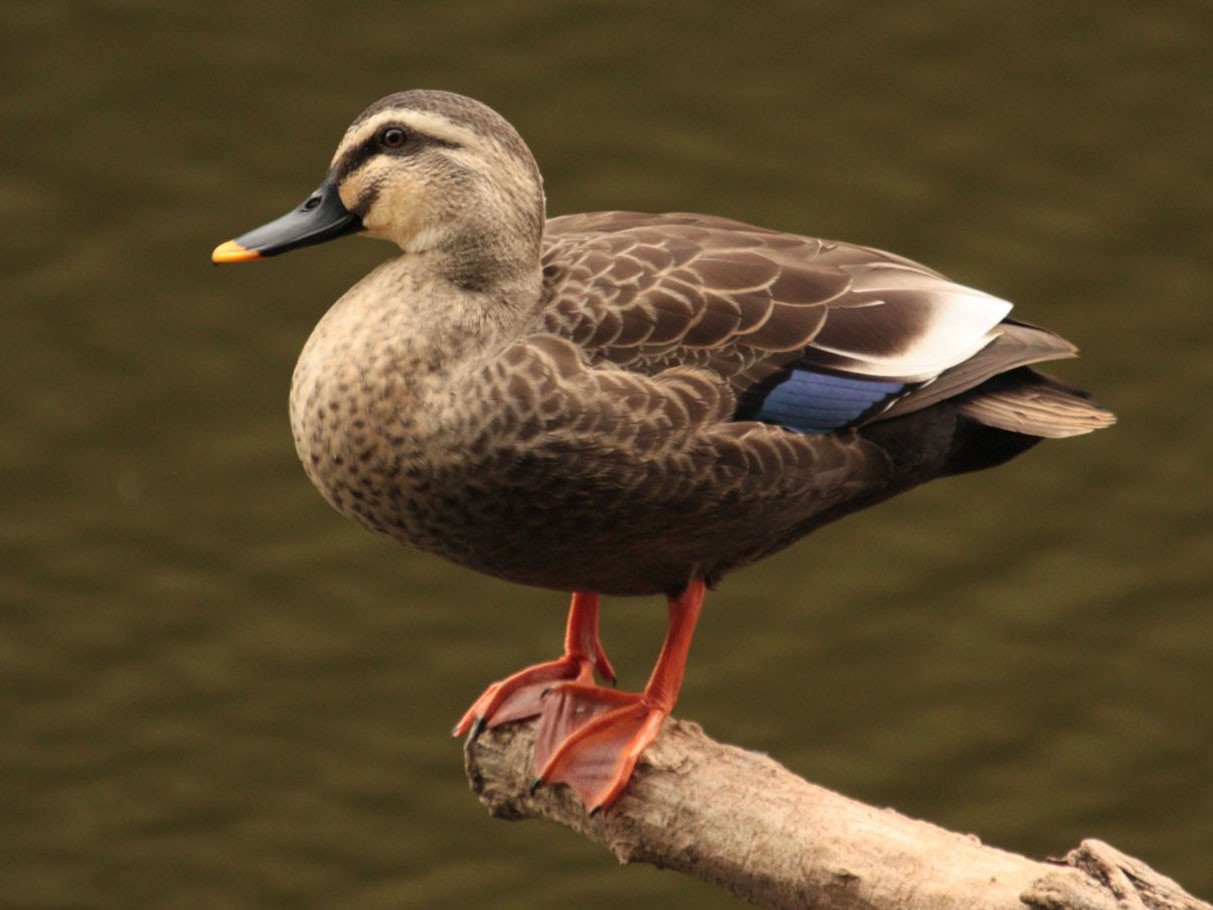 Pato-Oriental-do-Bico-Pintado