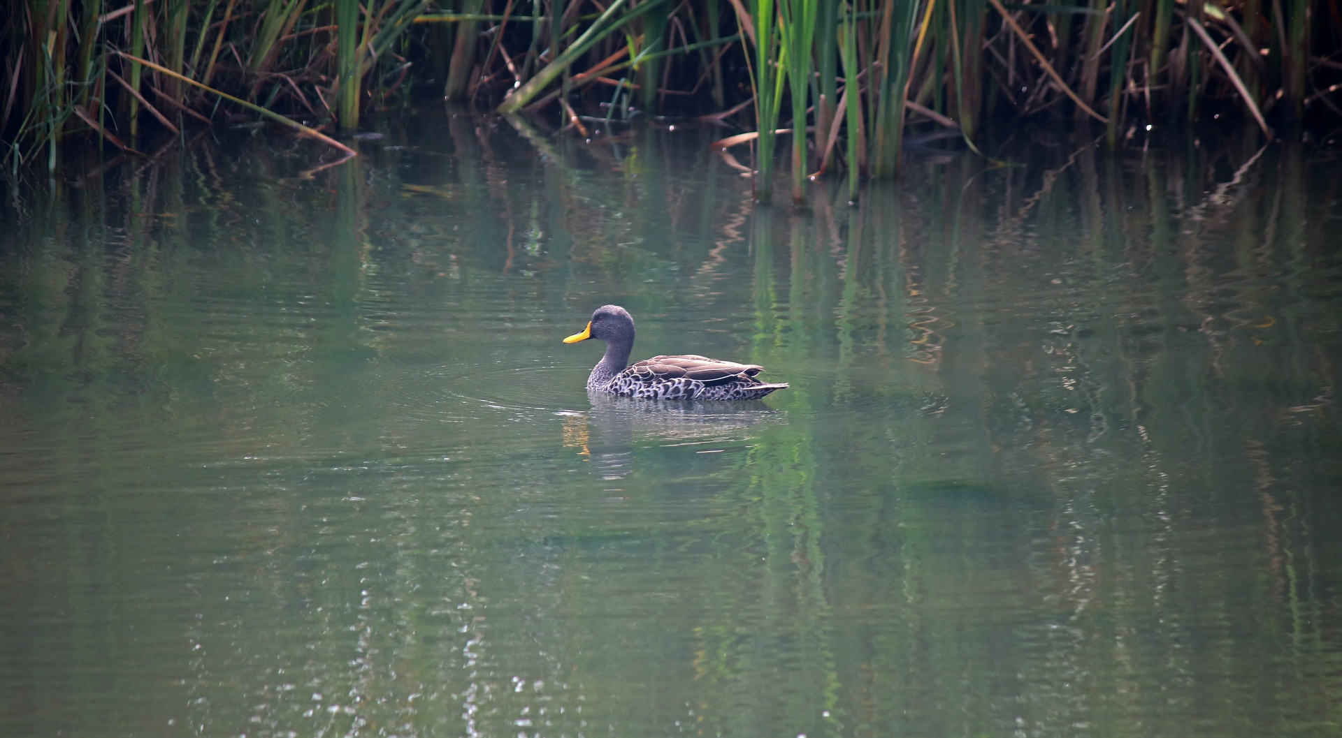 Pato-de-Bico-Amarelo