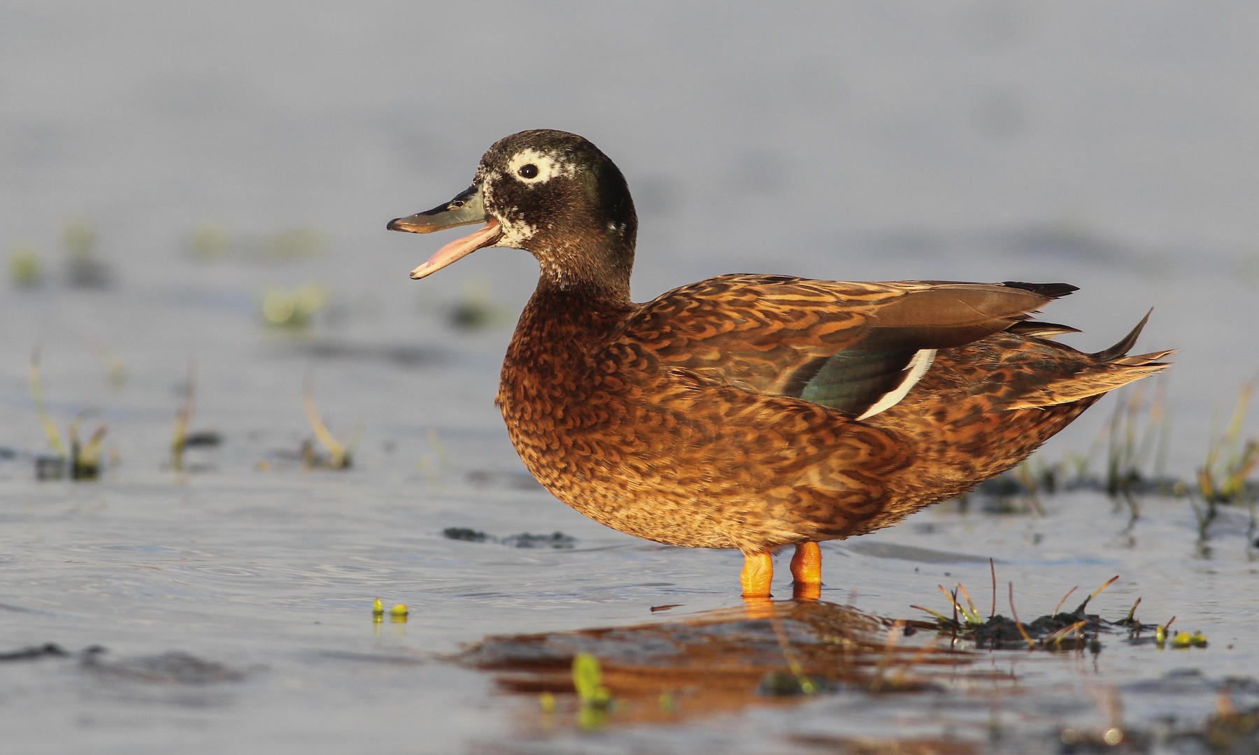 Pato-de-Laysan