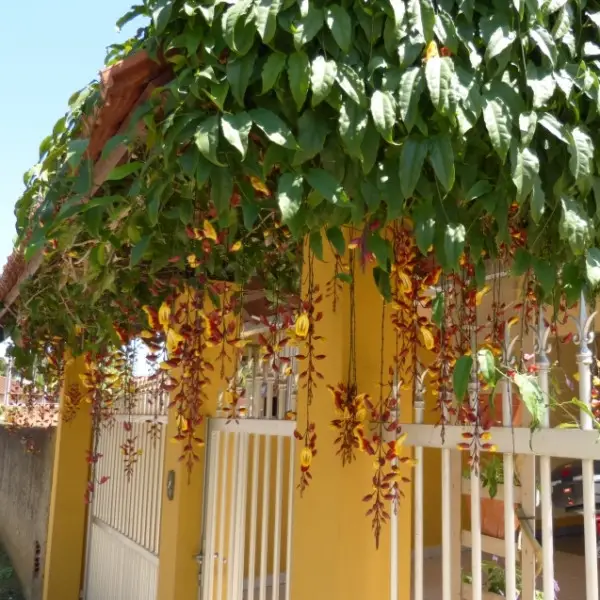 Planta Sapatinho-de-Judia Cultivada no Muro 