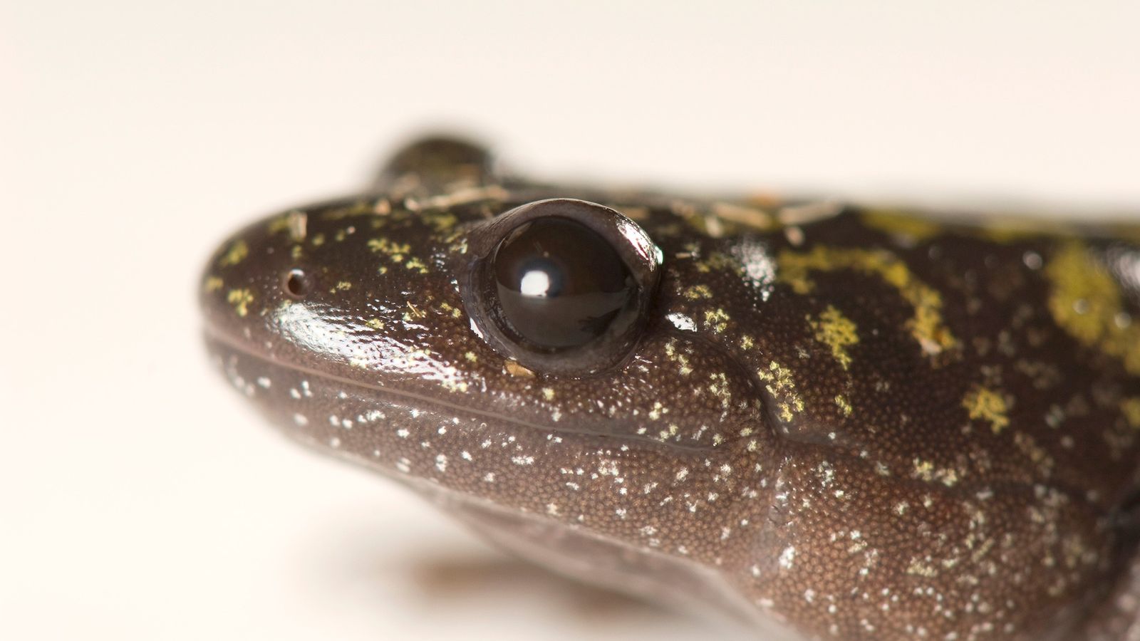 Salamandra Fotografada de Perto 