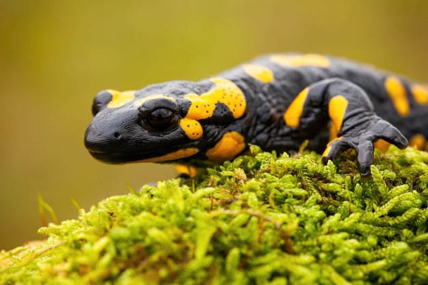 Salamandra-de-fogo