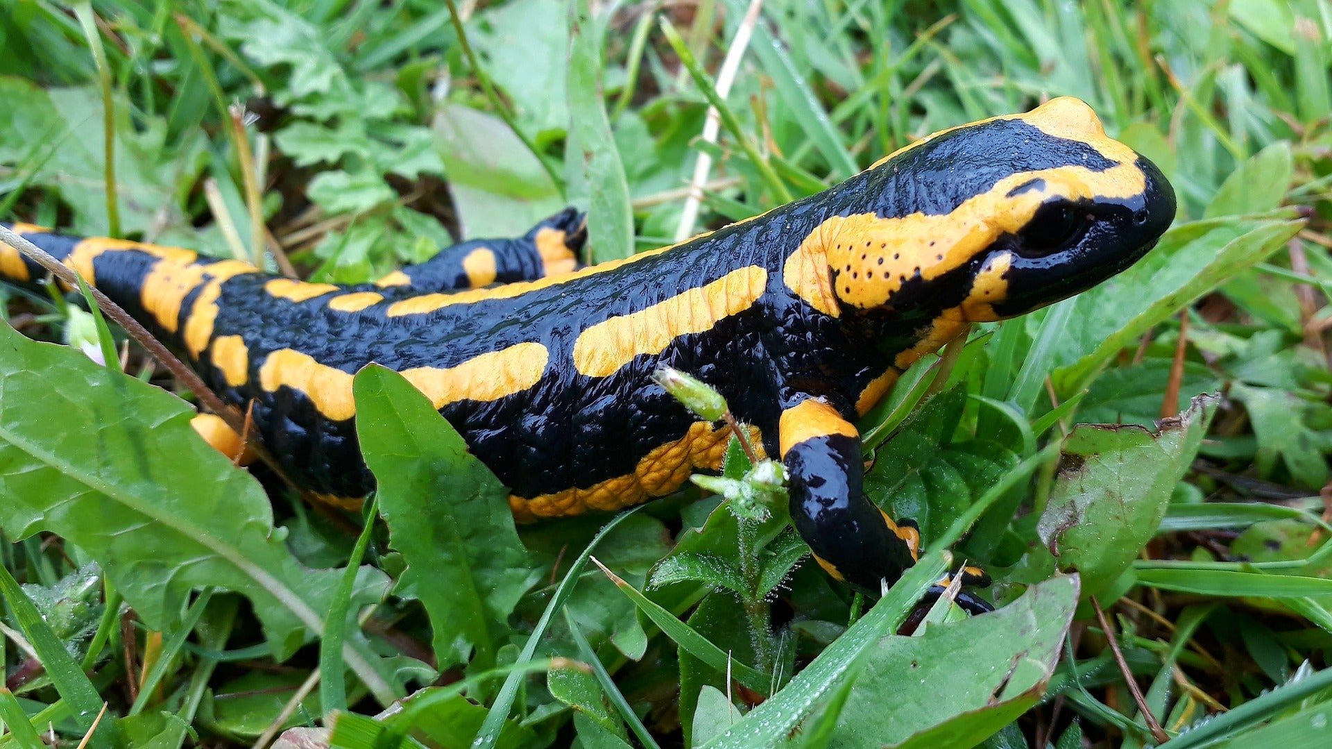 Salamandra na Grama