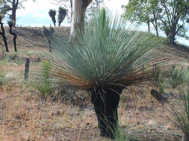 Xanthorrhoea Glauca