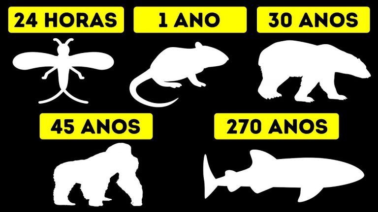 Amimais e Seu Tempo de Vida