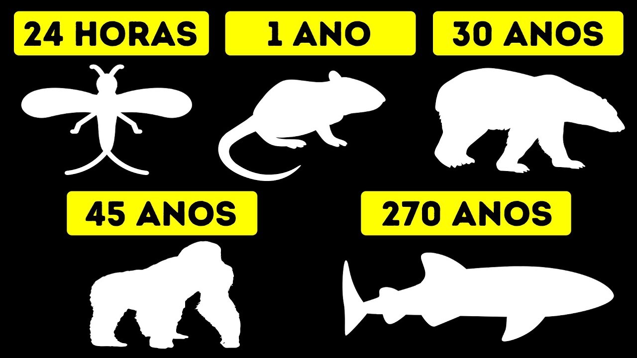 Qual o Tempo de Vida de Cada Animal?