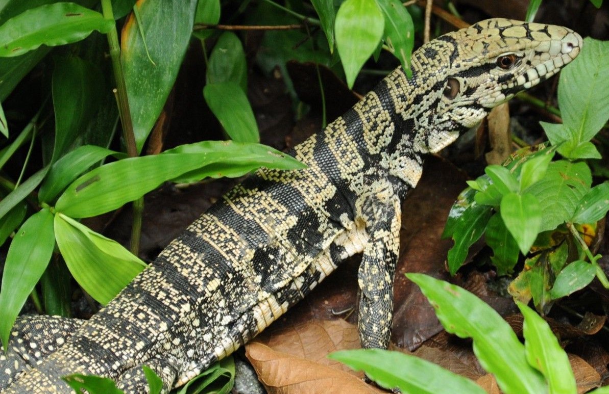 Como Vive um Lagarto? Qual a Espécie do Lagarto?