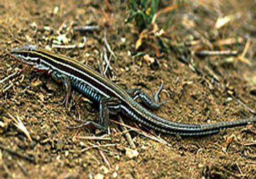 Lagarto Chicote do Novo México: Características e Habitat