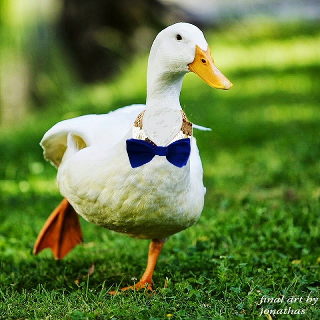 Pato Correndo na Grama 