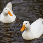 Patos na Lagoa