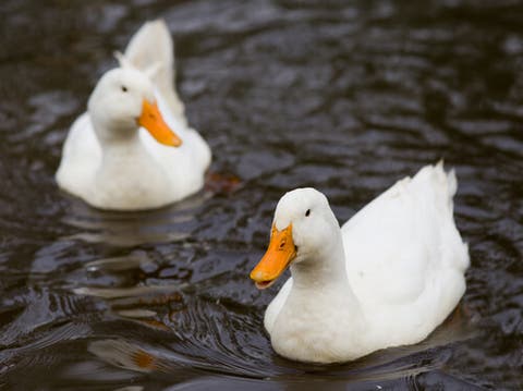 Patos na Lagoa 