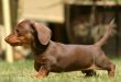 Dachshund: Curiosidades e Fatos Interessantes Sobre a Raça