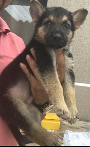 Quanto Custa Um Filhote De Pastor Alemao Puro Mundo Ecologia