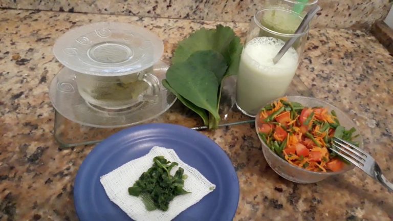 Saião com leite: receita tradicional brasileira preparada com folhas frescas de Kalanchoe pinnata batidas no liquidificador com leite