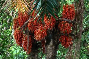 Frutos de pupunha cozidos, alaranjados, vendidos em feiras da Amazônia