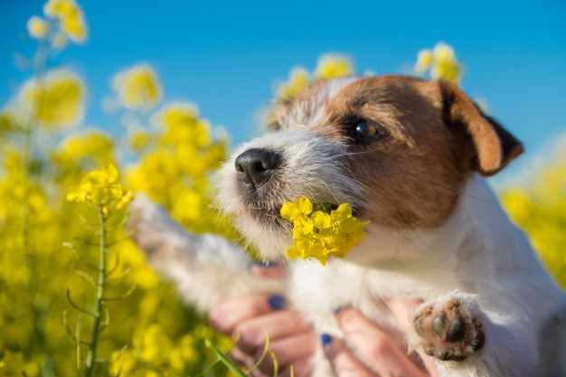 Cachorro Cheirando Planta 