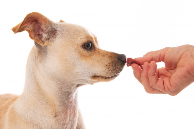 Cachorro Cheirando Alimento