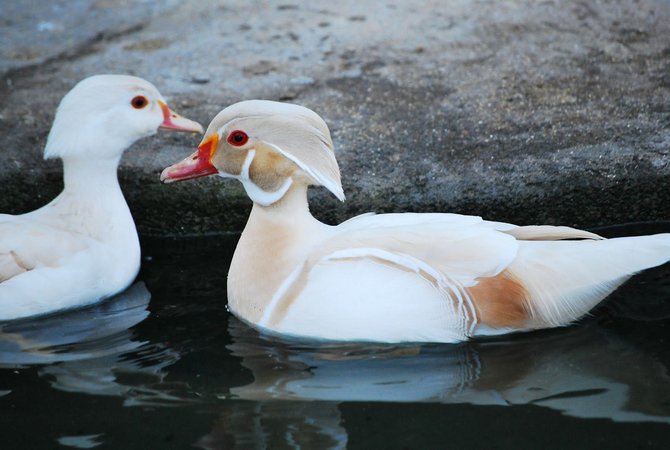 Casal de Marreco no Lago 