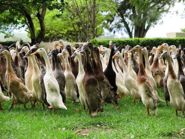 Diversos Marrecos no Gramado