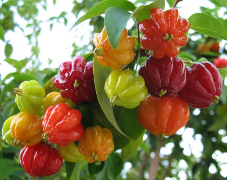Pitanga vermelha (Eugenia uniflora), fruta brasileira com a letra P, em foto da Mata Atlântica