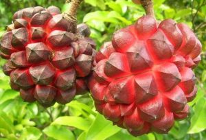 Pomelo, fruta cítrica grande com letra P de casca grossa e gomos rosados