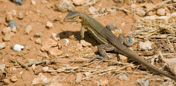 Lagarto Pequeno Chicote Listrado Entre Pedras