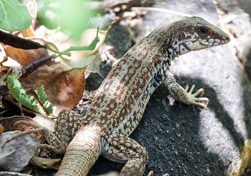 Lagarto Pequeno Chicote Listrado Sob Pedra 