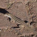 Lagarto Pequeno Chicote Listrado na Terra