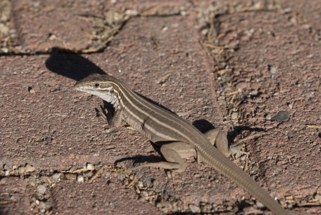 Lagarto Pequeno Chicote Listrado na Terra