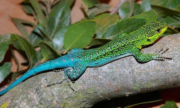 Lagarto Sob Galho