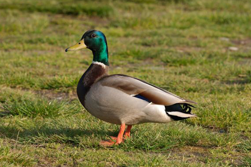 Marreco de Perfil no Gramado