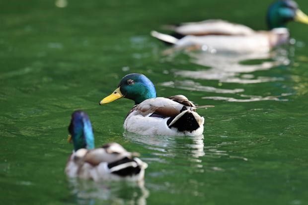 Marrecos no Lago