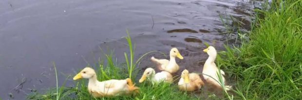 Marrecos no Lago